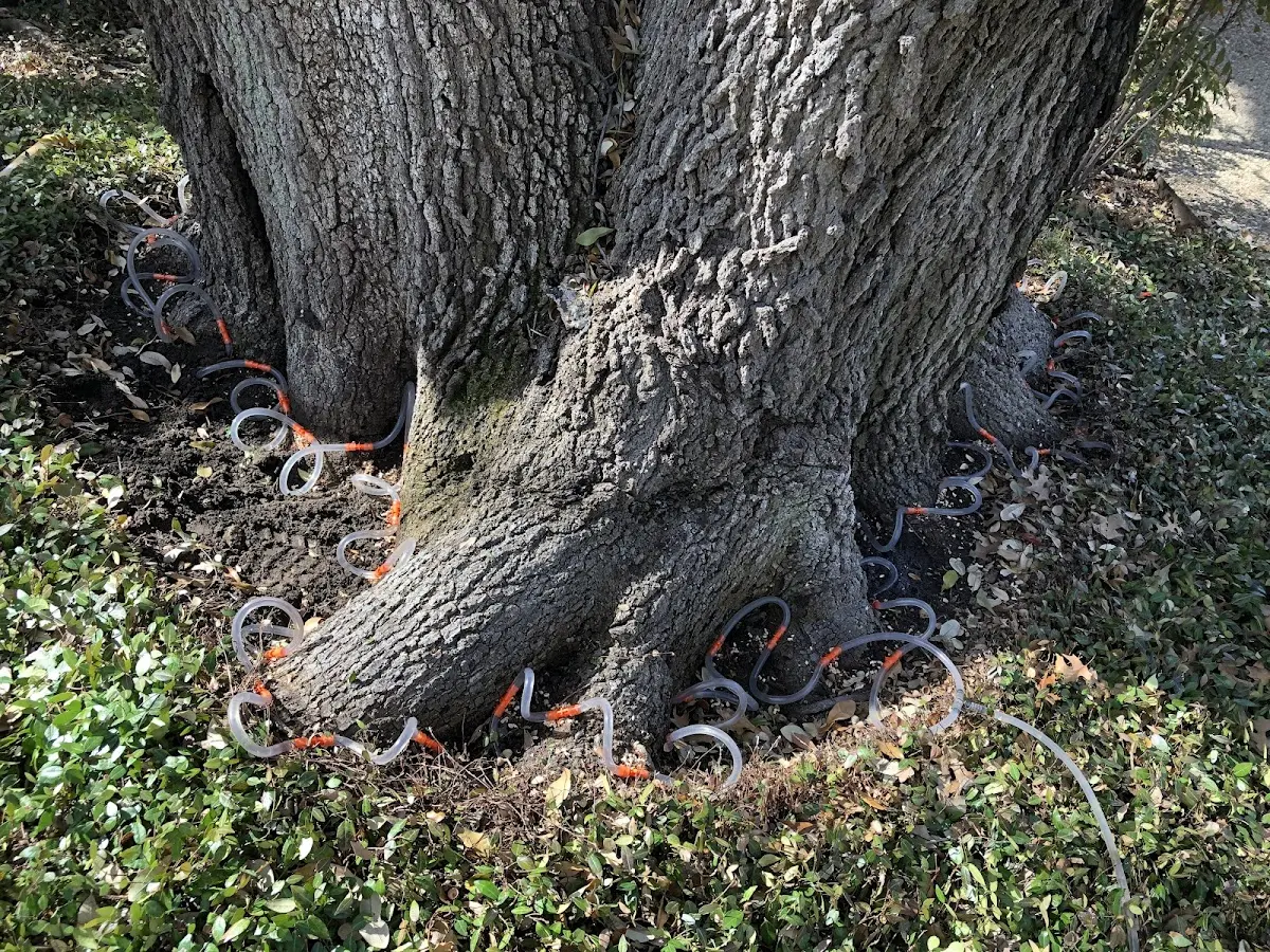 Detailed Tree Cabling and Bracing job site in Suncook