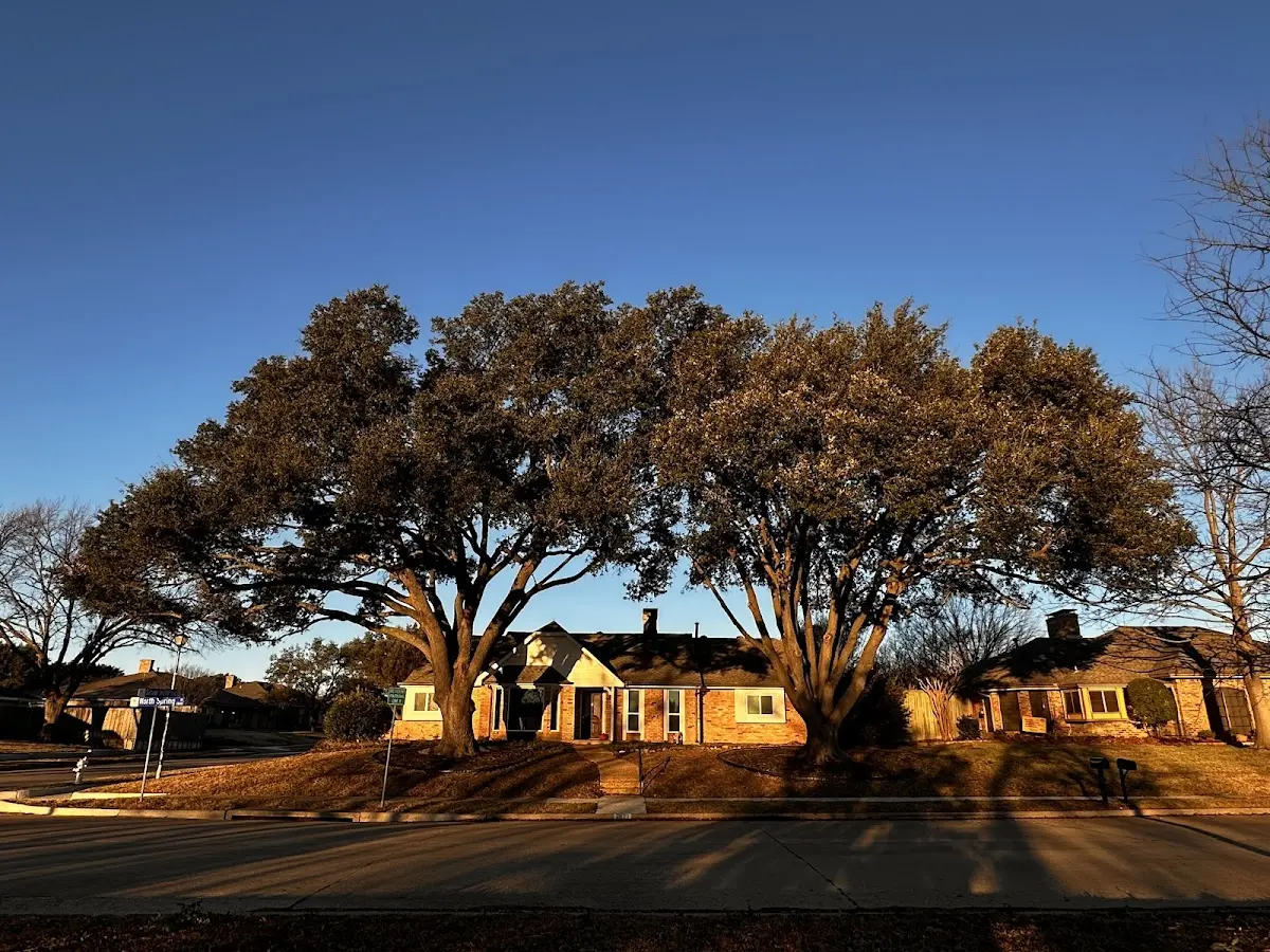 Established residential canopy tree shading a home in Suncook